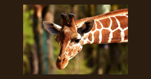 Giraffe at zoo | Drive Direct in Columbus, OH