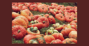 Pumpkin patch | Drive Direct in Columbus, OH