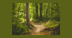 Park trails | Drive Direct in Columbus, OH